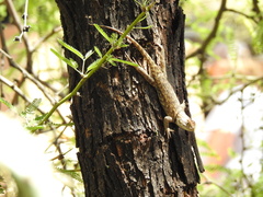 Sceloporus clarkii