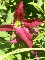 Clematis viticella