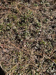 Vaccinium crassifolium