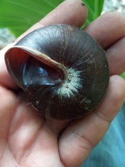 Caracolus excellens