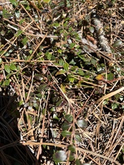 Vaccinium crassifolium