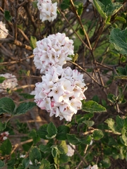 Viburnum carlcephalum