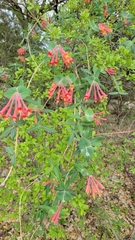 Lonicera sempervirens sempervirens