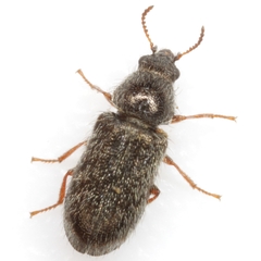 Trichochrous texanus