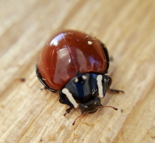 LeConte's Giant Lady Beetle