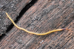 Mecistocephalus maxillaris