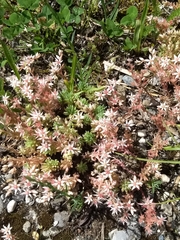 Sedum