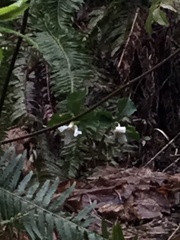 Trillium ovatum