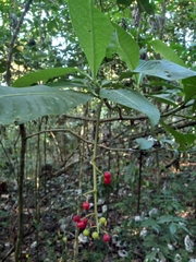 Psychotria grandis