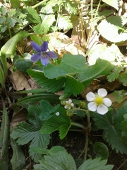 Fragaria vesca vesca