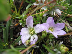 Gentianella cerastioides