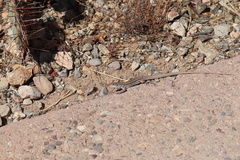 Aspidoscelis exsanguis