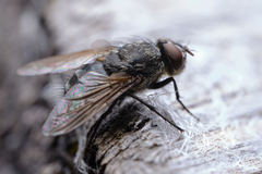 Polleniidae