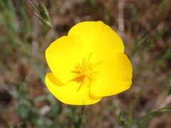 Eschscholzia lobbii
