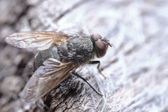 Polleniidae
