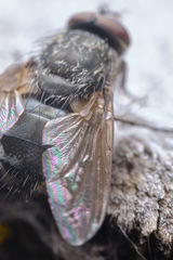 Polleniidae