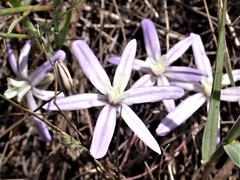 Brodiaea nana