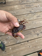 Metacarcinus anthonyi