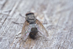 Polleniidae