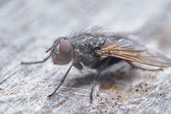 Polleniidae