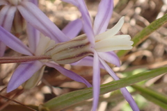 Brodiaea nana
