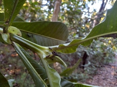 Psychotria grandis