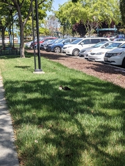 Sciurus carolinensis