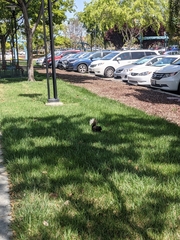 Sciurus carolinensis