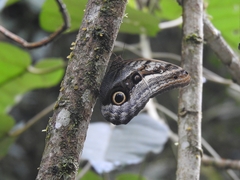 Caligo oileus