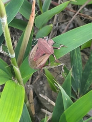 Chalcopis glandulosa