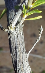 Kunzea occidentalis