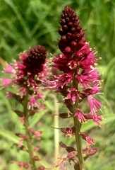 Lysimachia atropurpurea