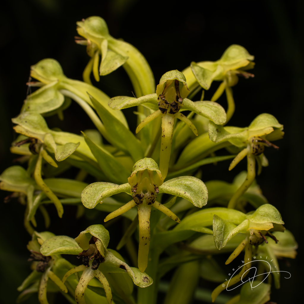 Habenaria pleiophylla