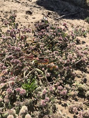 Chorizanthe cuspidata cuspidata