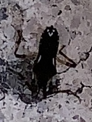 Platyvelia brachialis