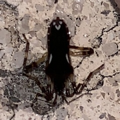 Platyvelia brachialis