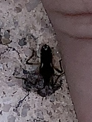 Platyvelia brachialis