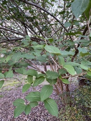 Viburnum carlcephalum