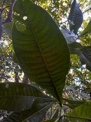 Psychotria grandis