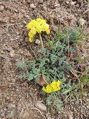 Lomatium cous