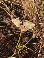 Euphilotes enoptes bayensis