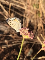 Euphilotes enoptes bayensis