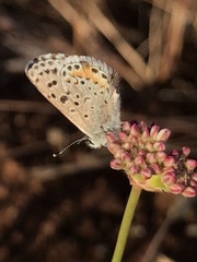 Euphilotes enoptes bayensis