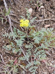 Lomatium cous