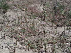 Monardella undulata