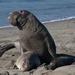 Northern Elephant Seal - Photo (c) Mike Baird, some rights reserved (CC BY)