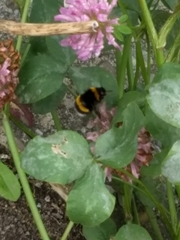 Bombus lucorum