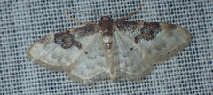 Idaea mustelata