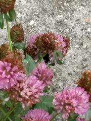 Bombus lucorum