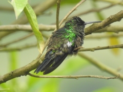 Chalybura buffonii